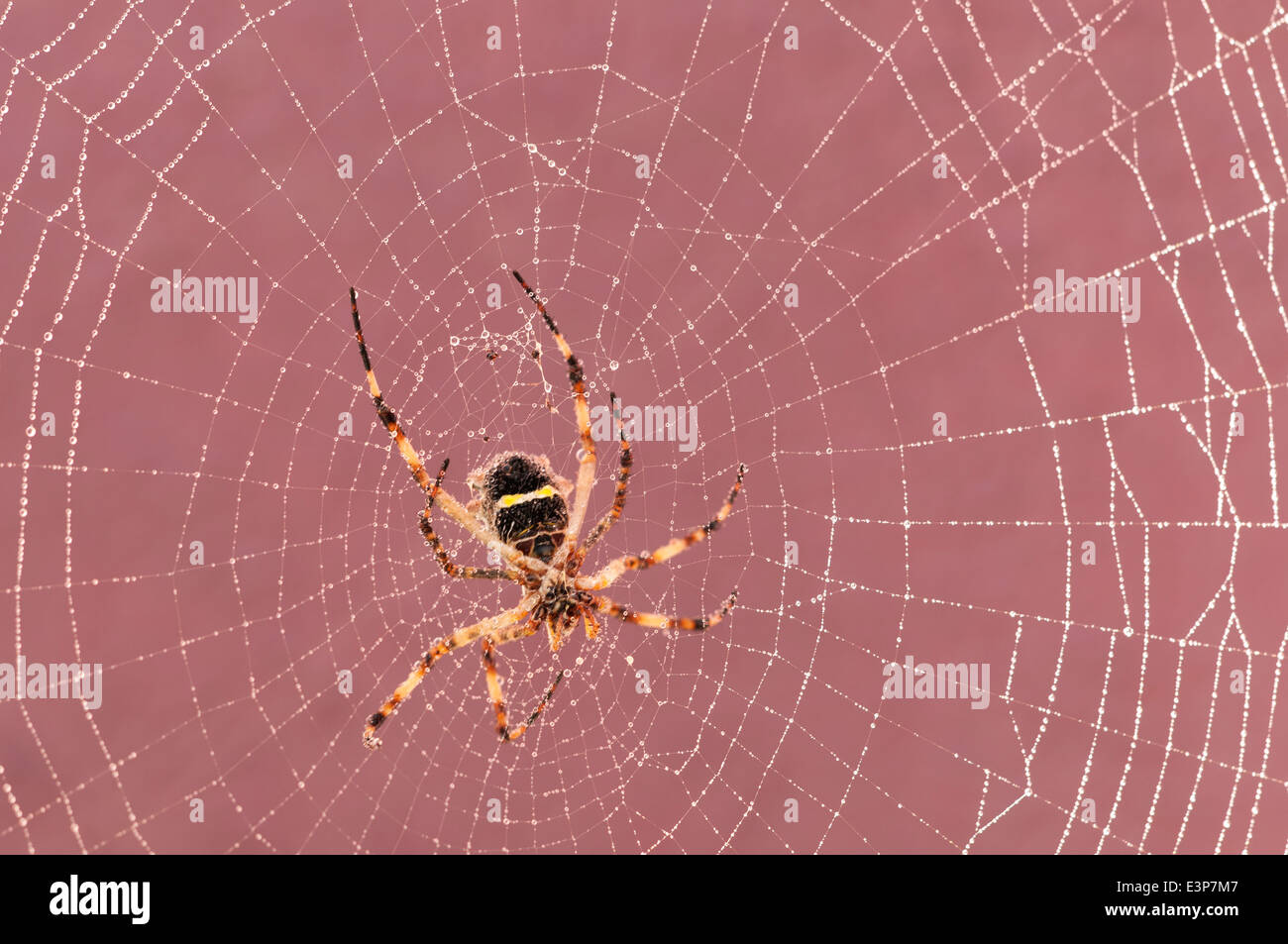 Spider poggiando sulla sua ragnatela dopo la pioggia Foto Stock