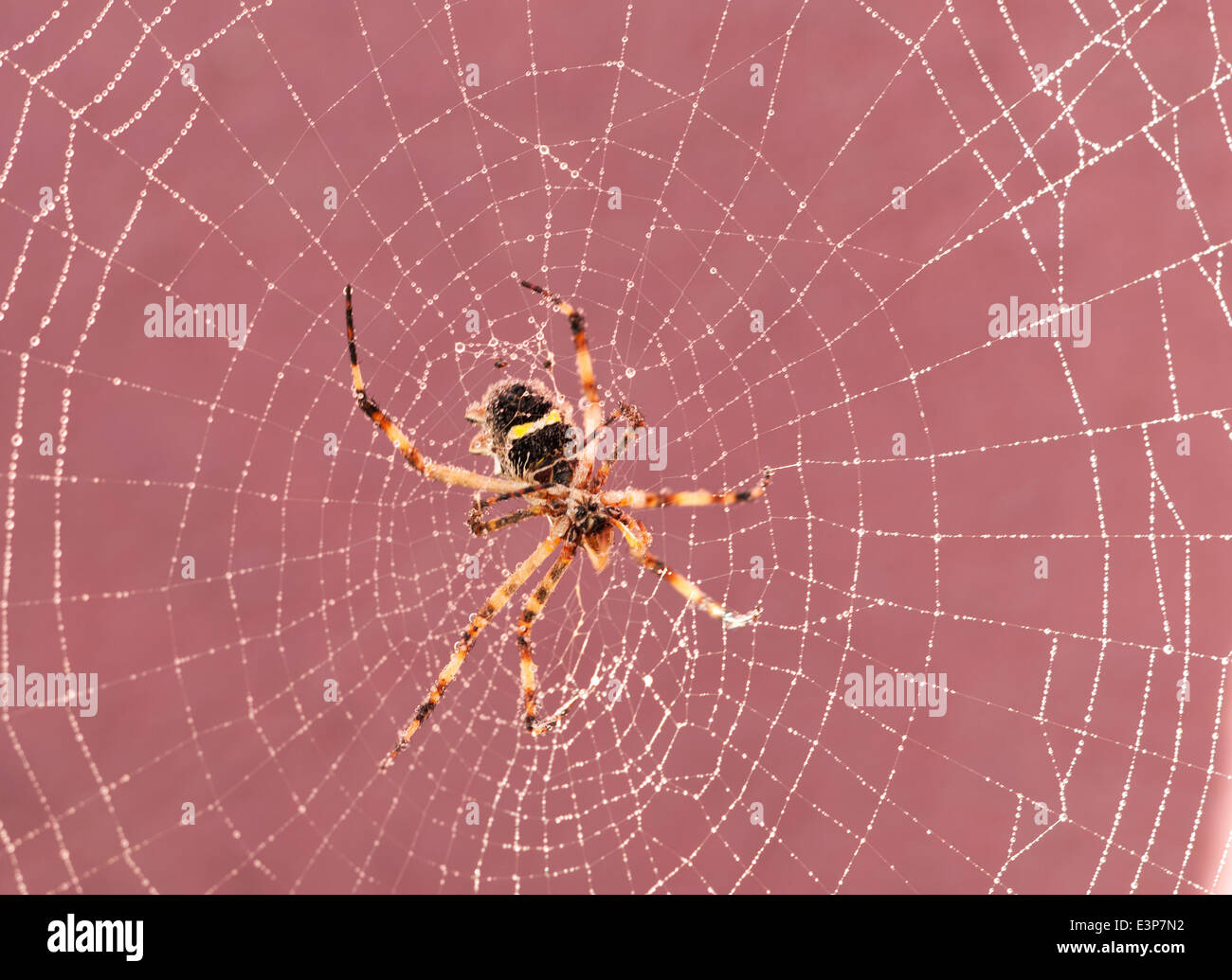 Spider poggiando sulla sua ragnatela dopo la pioggia Foto Stock