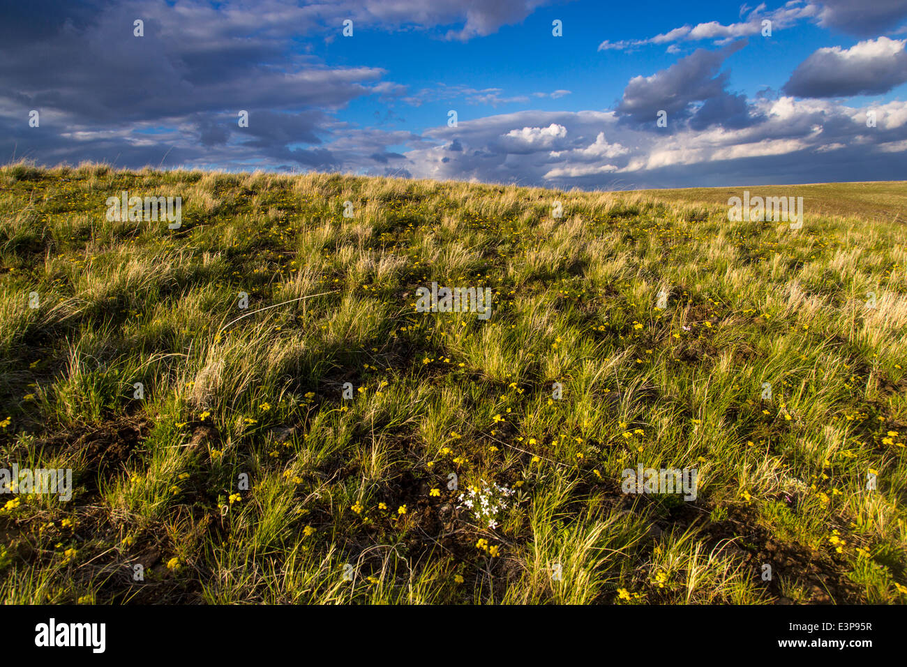 Biscuitroot fiori selvatici in primavera presso la Nature Conservancy's Zumwalt Prairie preservare vicino a Enterprise, Oregon, Stati Uniti d'America Foto Stock