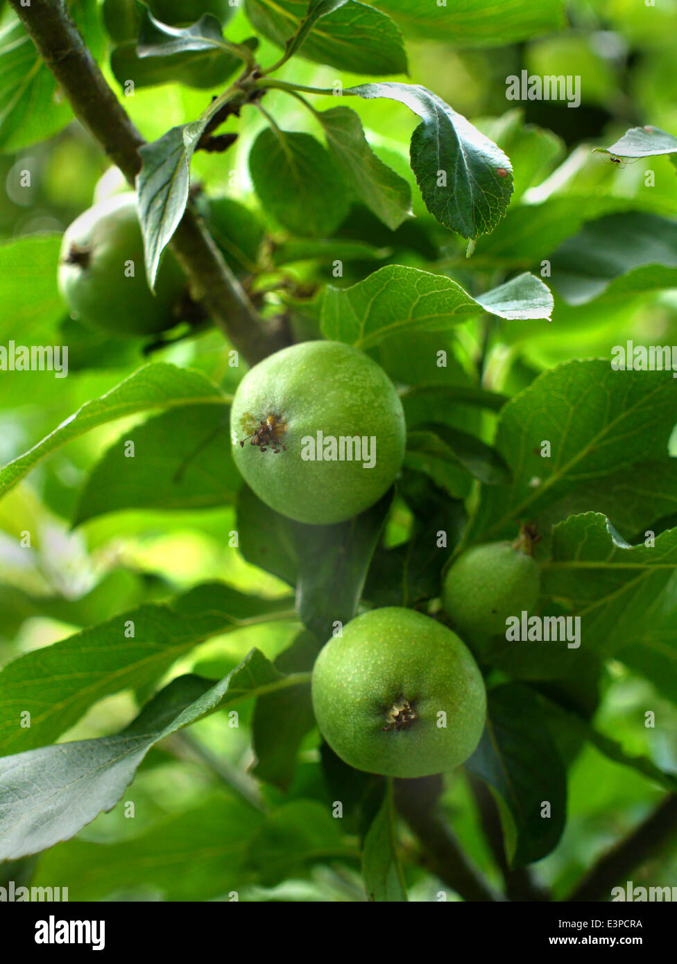 Mele Verdi la maturazione della Cornovaglia Orchard Foto Stock
