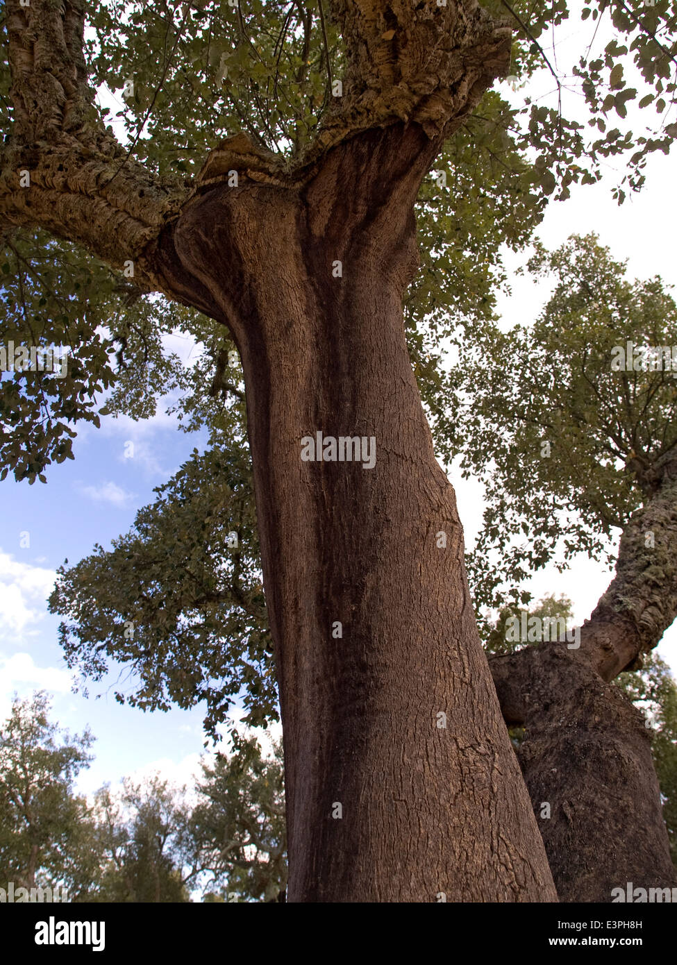 Ritratto verticale di Cork Oak tree, Quercus suber, in piena foglia senza la corteccia. Extremadura.Spagna. Foto Stock