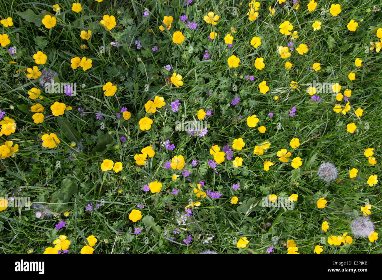 Renoncules e siepe Cranesbill crescendo in un inglese un prato di fiori selvaggi, England, Regno Unito Foto Stock