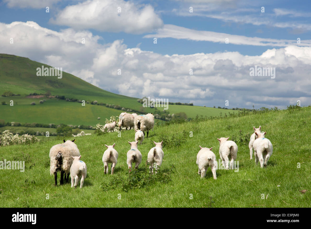 Pecore in Shropshire hills, England, Regno Unito Foto Stock