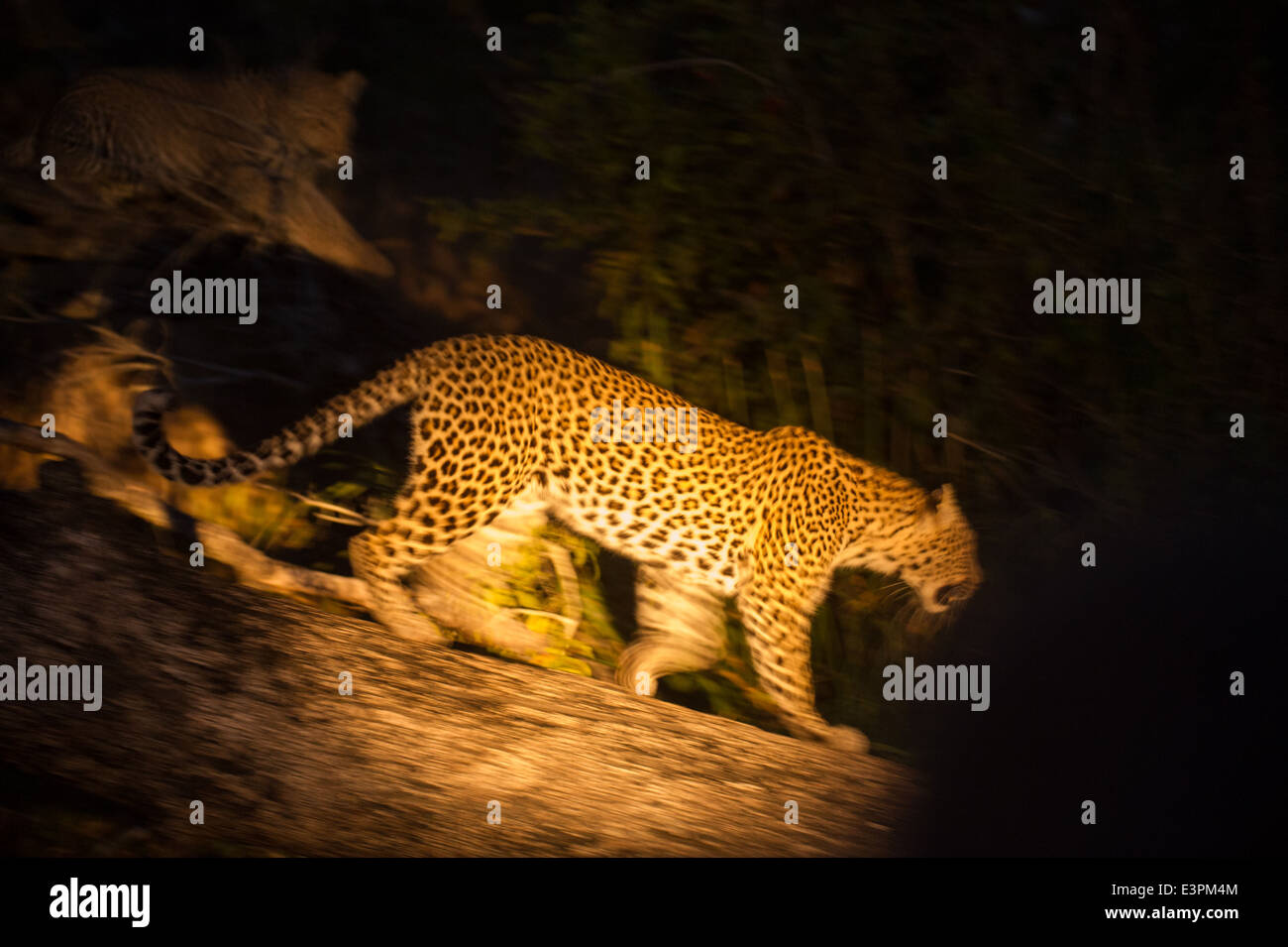 Leopard in esecuzione in un faretto di notte (Panthera pardus), Sabi Sand Game Reserve, Sud Africa Foto Stock