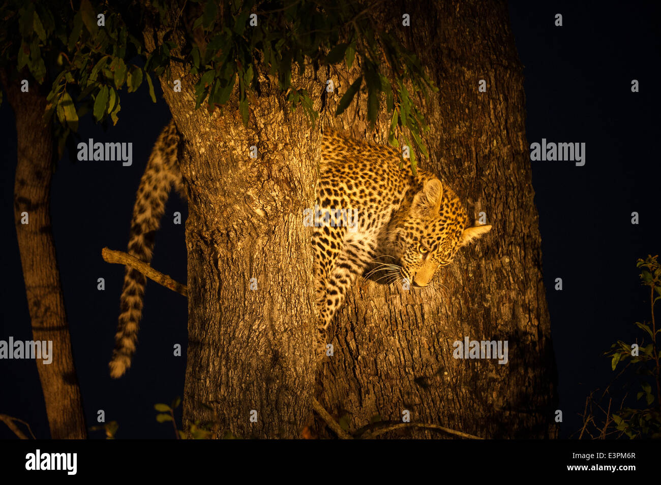 Leopard cub in un albero di notte (Panthera pardus), Sabi Sand Game Reserve, Sud Africa Foto Stock