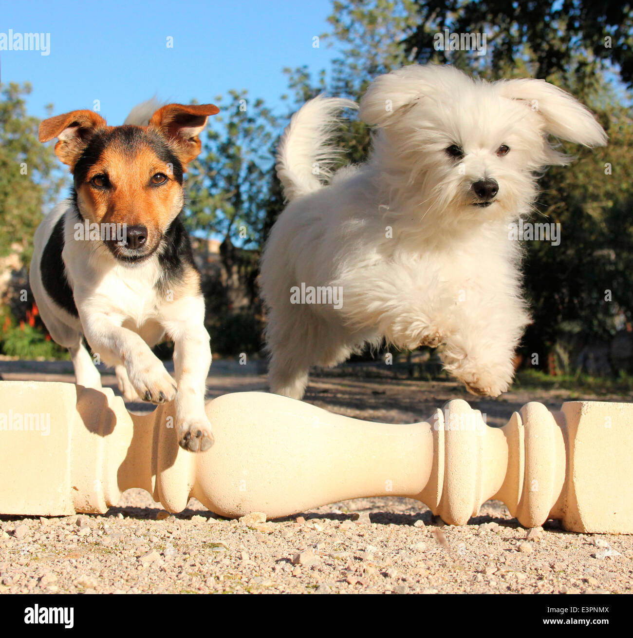 Jack Russell Terrier Maltese colonna jumping giacente terreno Spagna Foto Stock