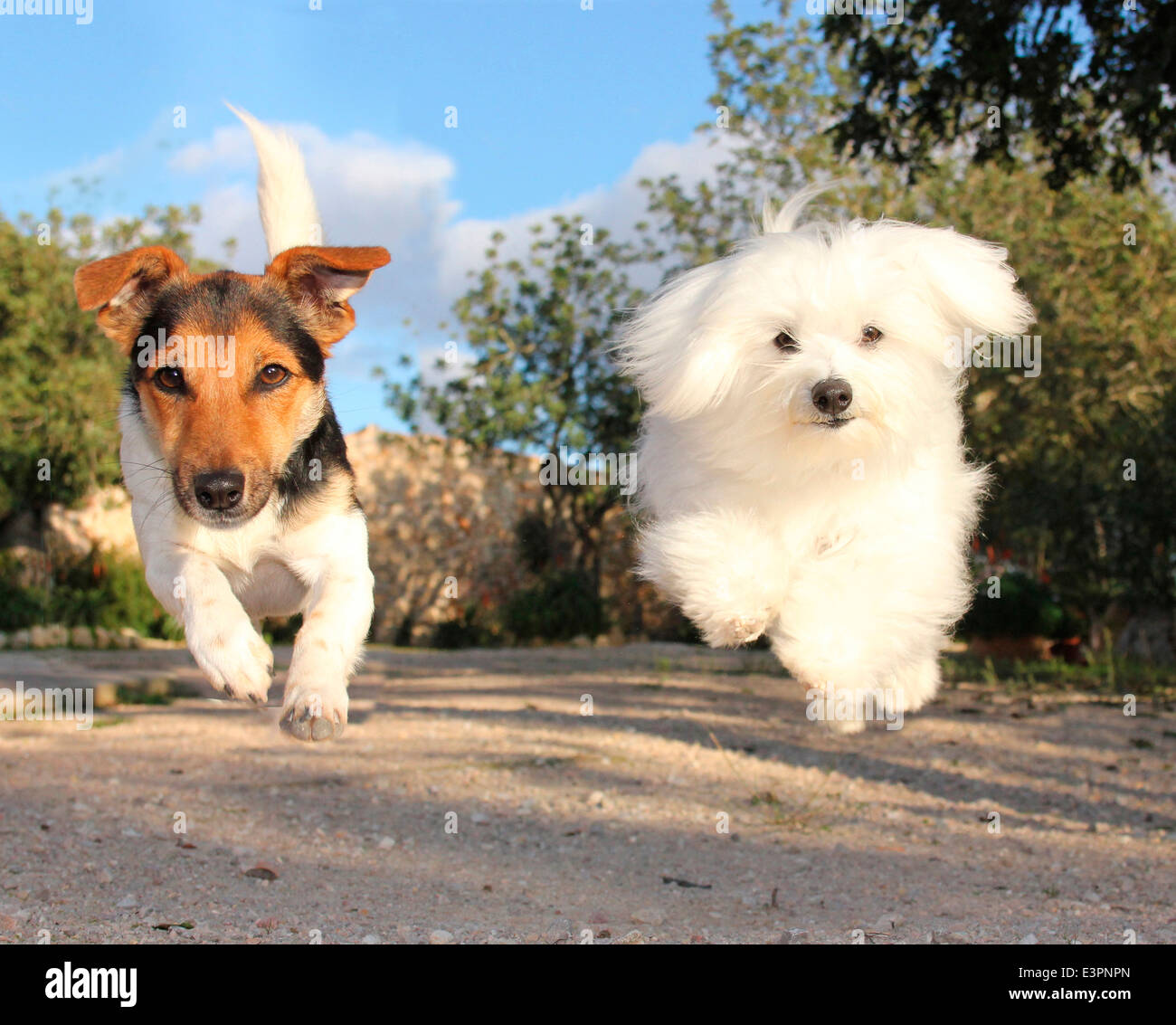 Jack Russell Terrier Maltese in esecuzione verso la telecamera Spagna Foto Stock
