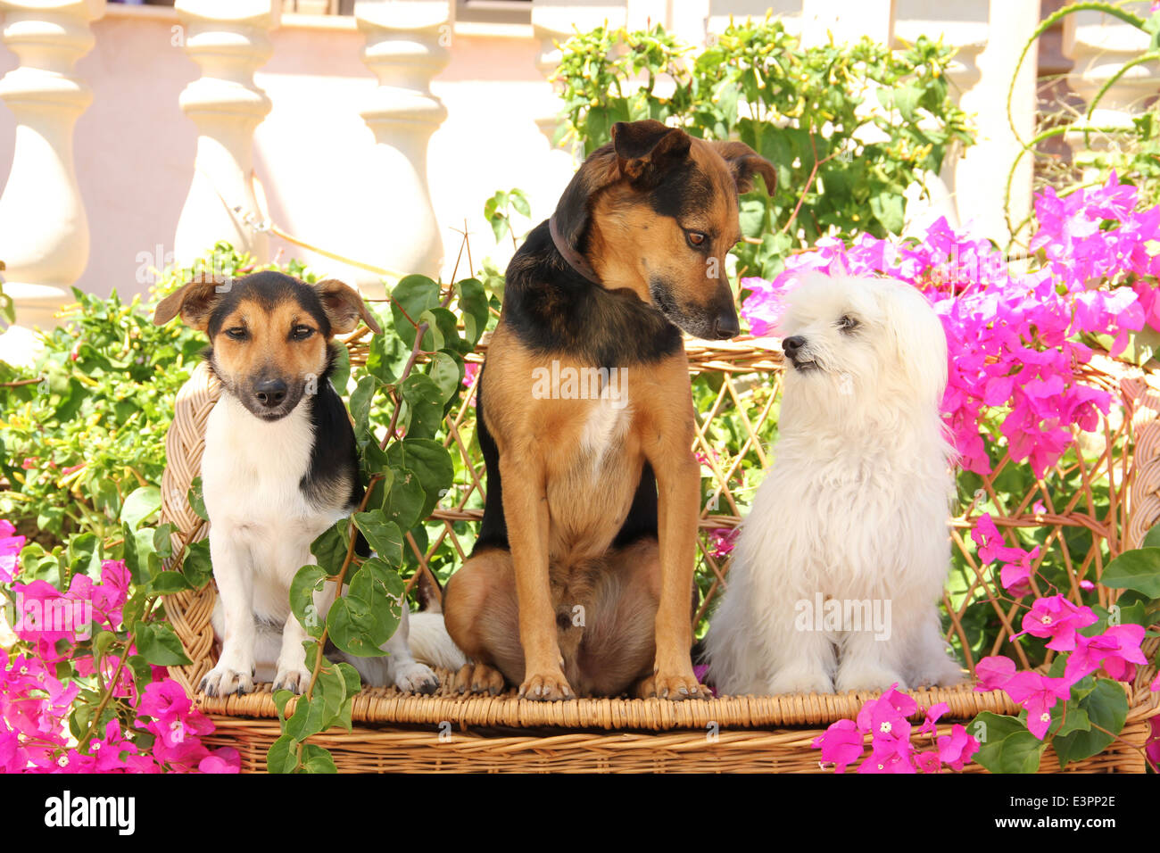 Il Maltese Jack Russell Terrier mixed-breed dog sitter in mezzo a fiori di Bouganville Spagna Foto Stock