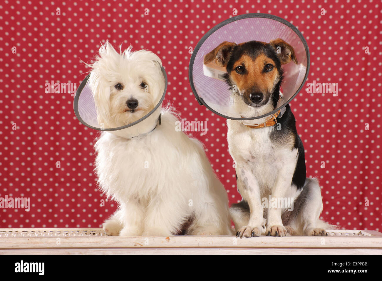 Jack Russell Terrier maltese indossando Elizabethan collari per impedire che animali da leccare o mordere durante la guarigione di ferite Spagna Foto Stock