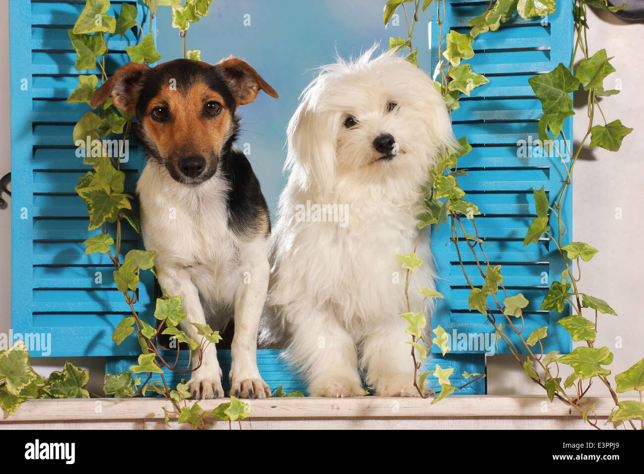 Il Maltese Jack Russell Terrier finestra permanente persiane blu Spagna Foto Stock