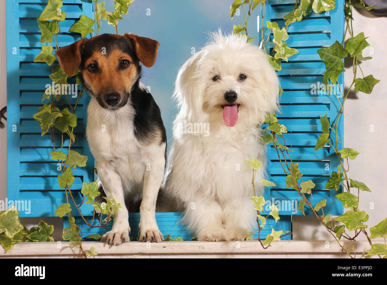 Il Maltese Jack Russell Terrier finestra permanente persiane blu Spagna Foto Stock