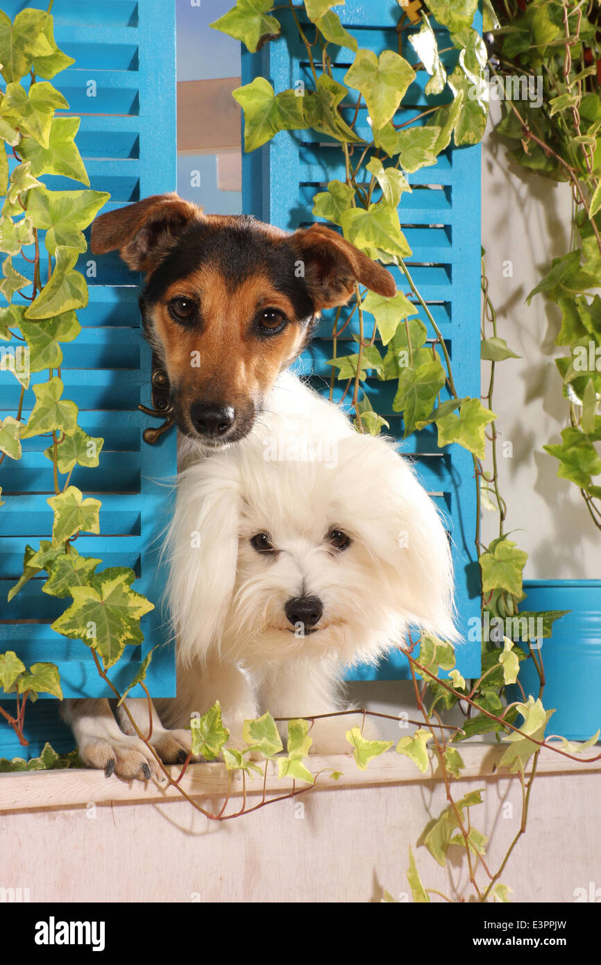 Jack Russell Terrier Maltese finestra permanente persiane blu Spagna Foto Stock
