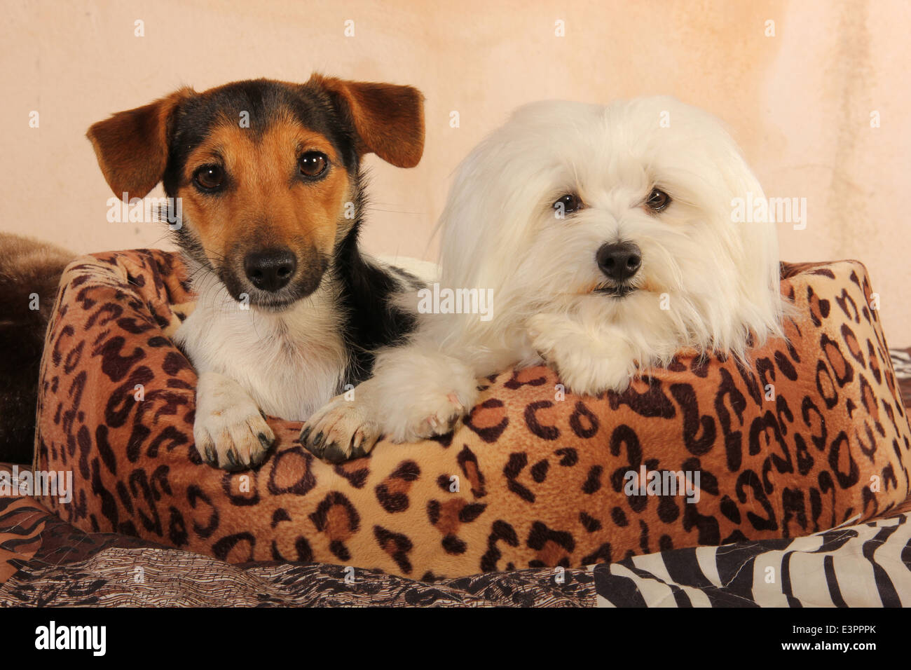 Il Maltese Jack Russell Terrier giacente leopard-spotted lettino pet Spagna Foto Stock