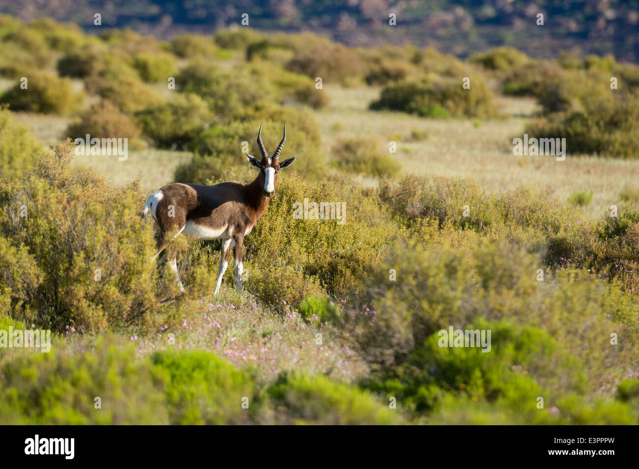 Bontebok, Damaliscus pygargus pygarus, Bushmans Kloof deserto riserva, Sud Africa Foto Stock