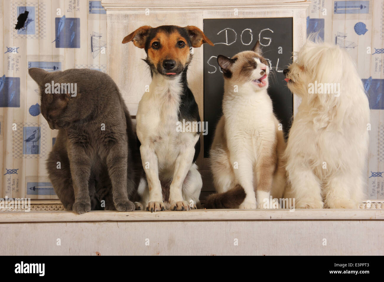 Jack Russell Terrier Maltese due gatti domestici accanto a blackbord Foto Stock