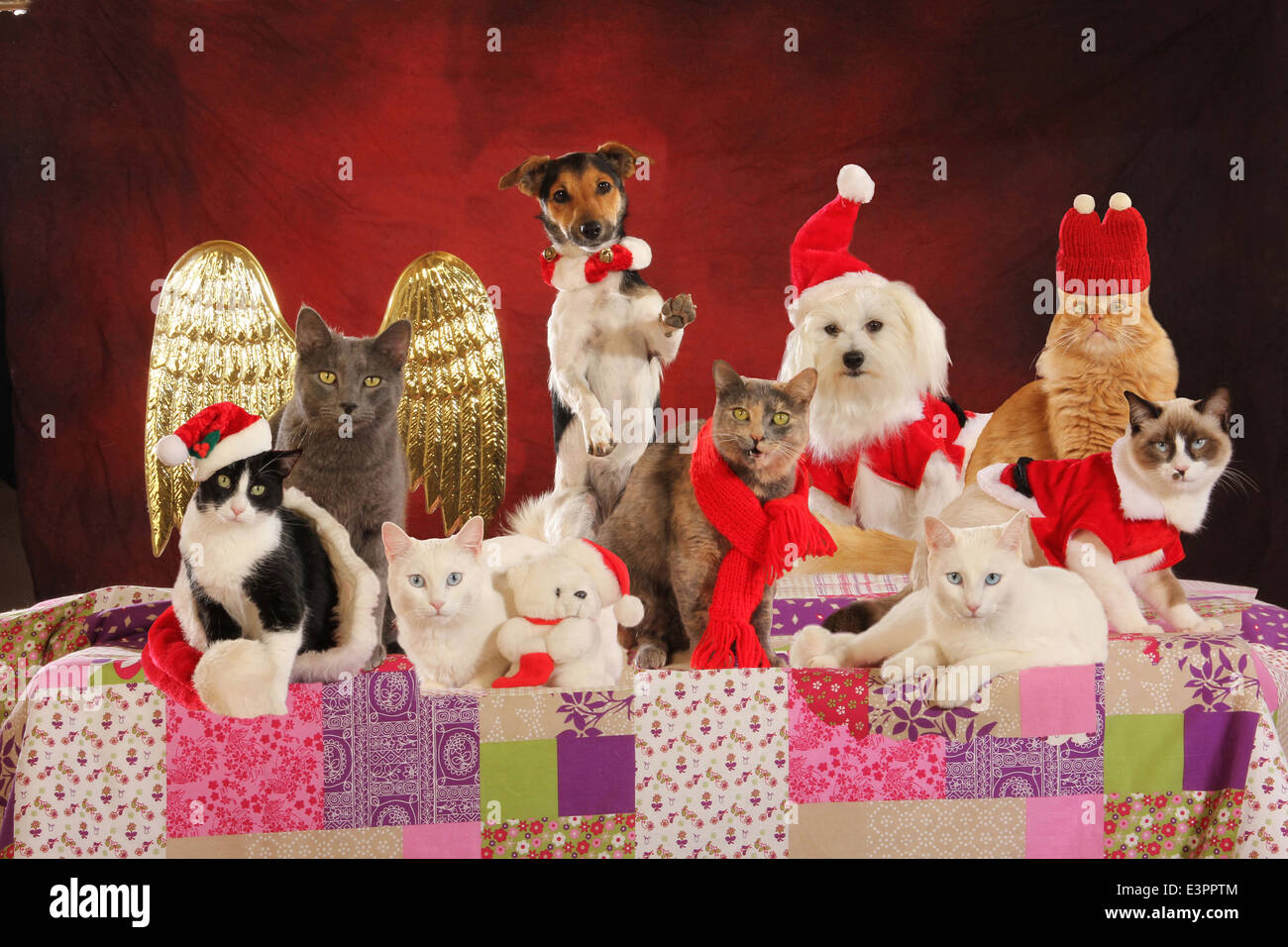 Il Maltese Jack Russell Terrier gatti domestici costumi di festa al tempo di Natale Foto Stock