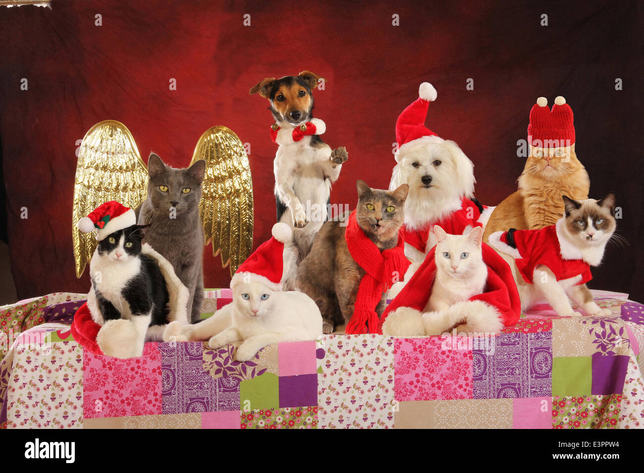 Il Maltese Jack Russell Terrier gatti domestici costumi di festa al tempo di Natale Foto Stock