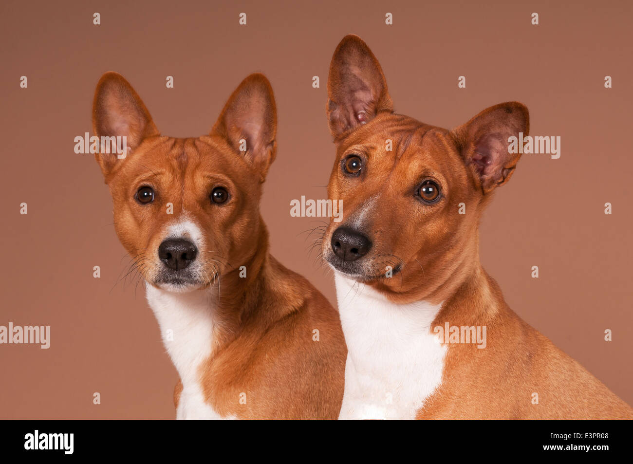 Basenji maschio 2 anni femmina 4 anni) ritratto Studio immagine contro lo sfondo marrone Foto Stock