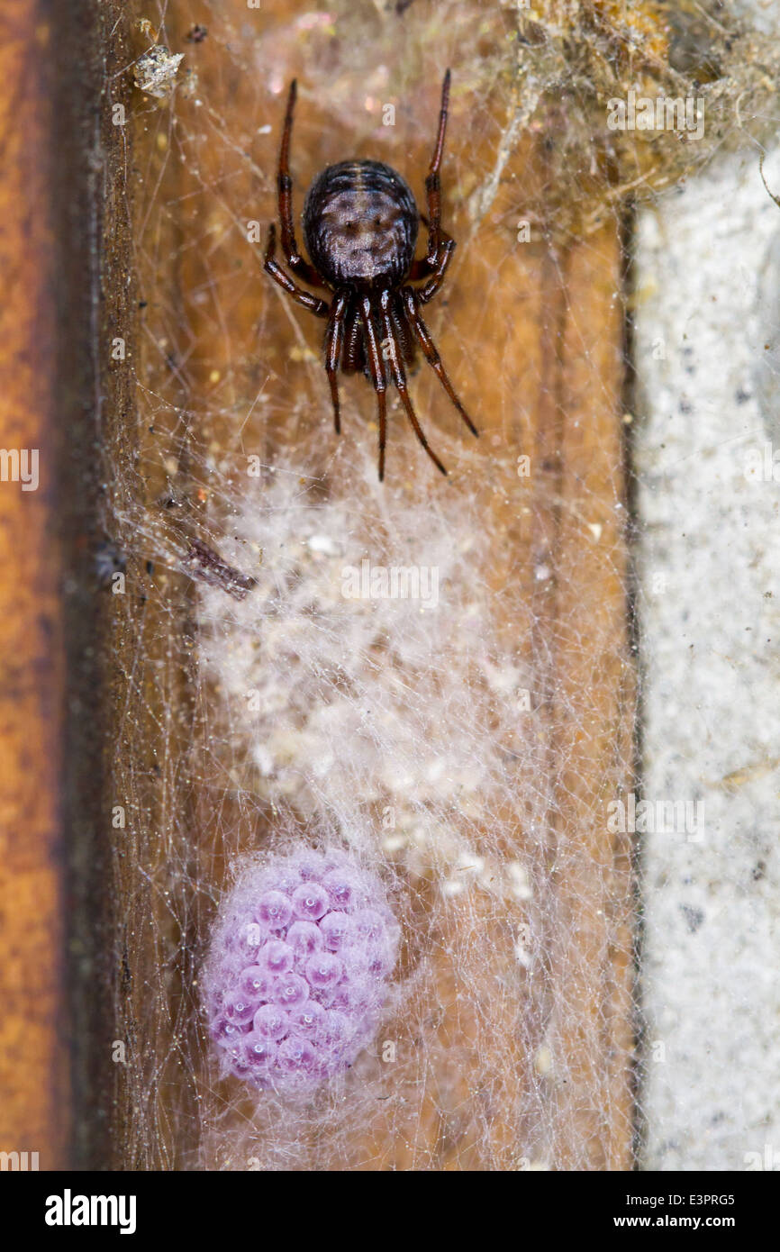 Femmina Steatoda bipunctata (Comune di falso-vedova) spider, parte della famiglia Theridiidae. Custodire il suo uovo sac con uova di colore rosa Foto Stock