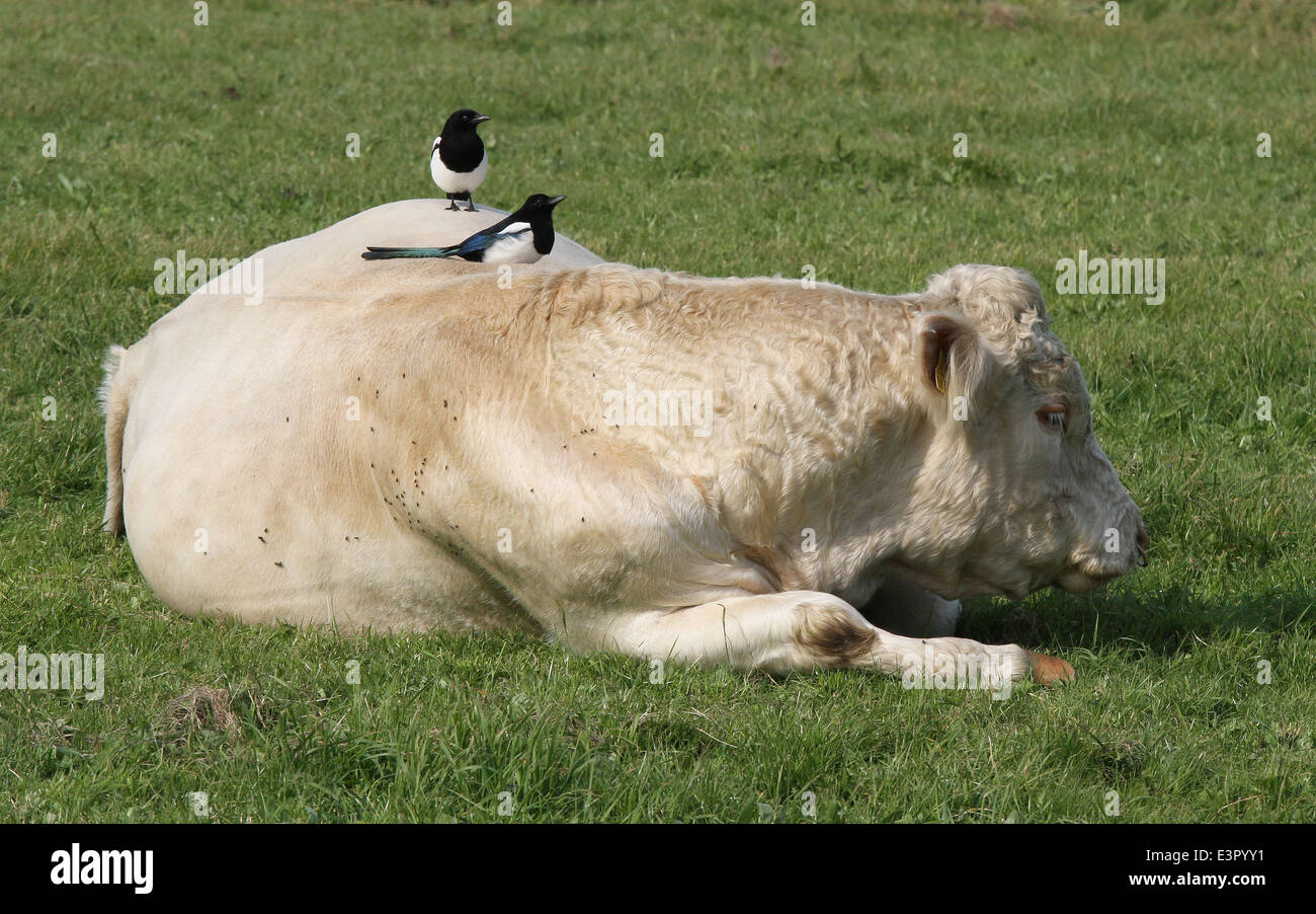 Simbiosi - gazze alimentazione off vola sul retro del bestiame su Sherkin Island nella contea di Cork in Irlanda Foto Stock