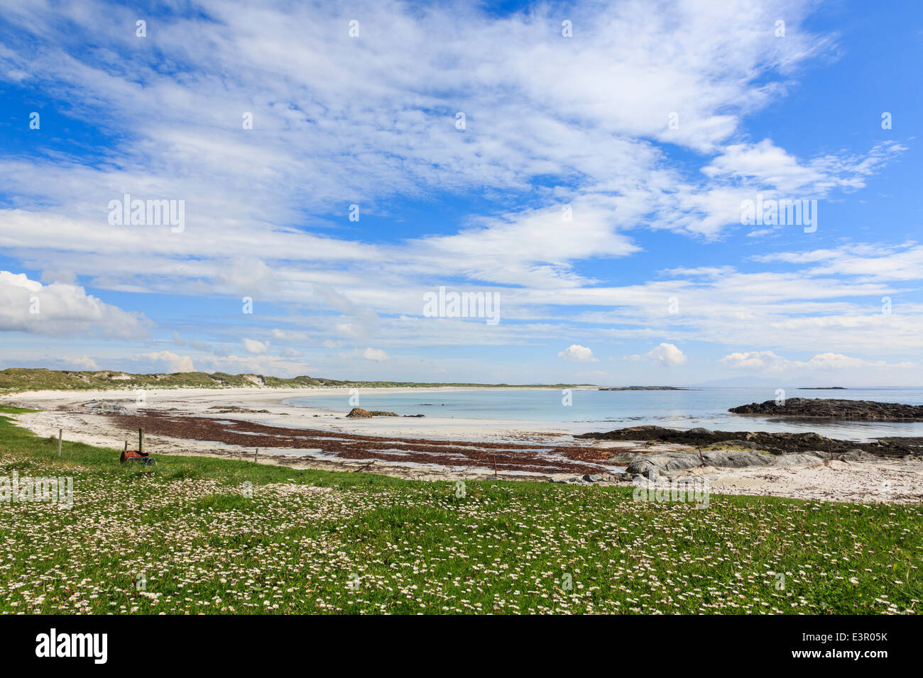 Fiori che crescono nei prati Machair sulla costa ovest. Traigh Iar beach Balranald North Uist Ebridi Esterne Western Isles della Scozia Foto Stock