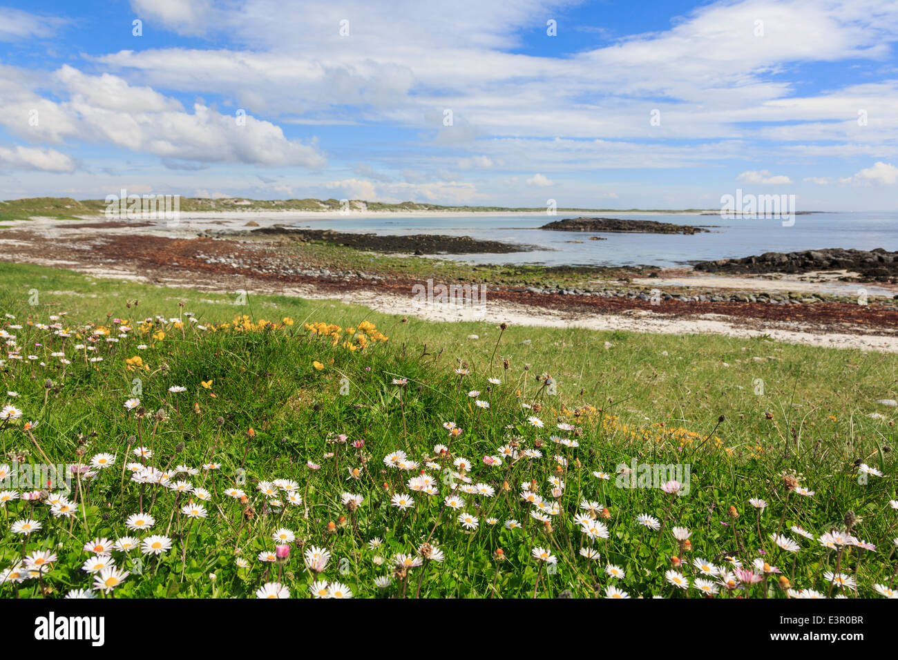 Fiori selvatici che crescono in Machair prateria sulla costa ovest. Traigh Iar beach Balranald, North Uist, Ebridi Esterne, Western Isles, Scotland, Regno Unito Foto Stock