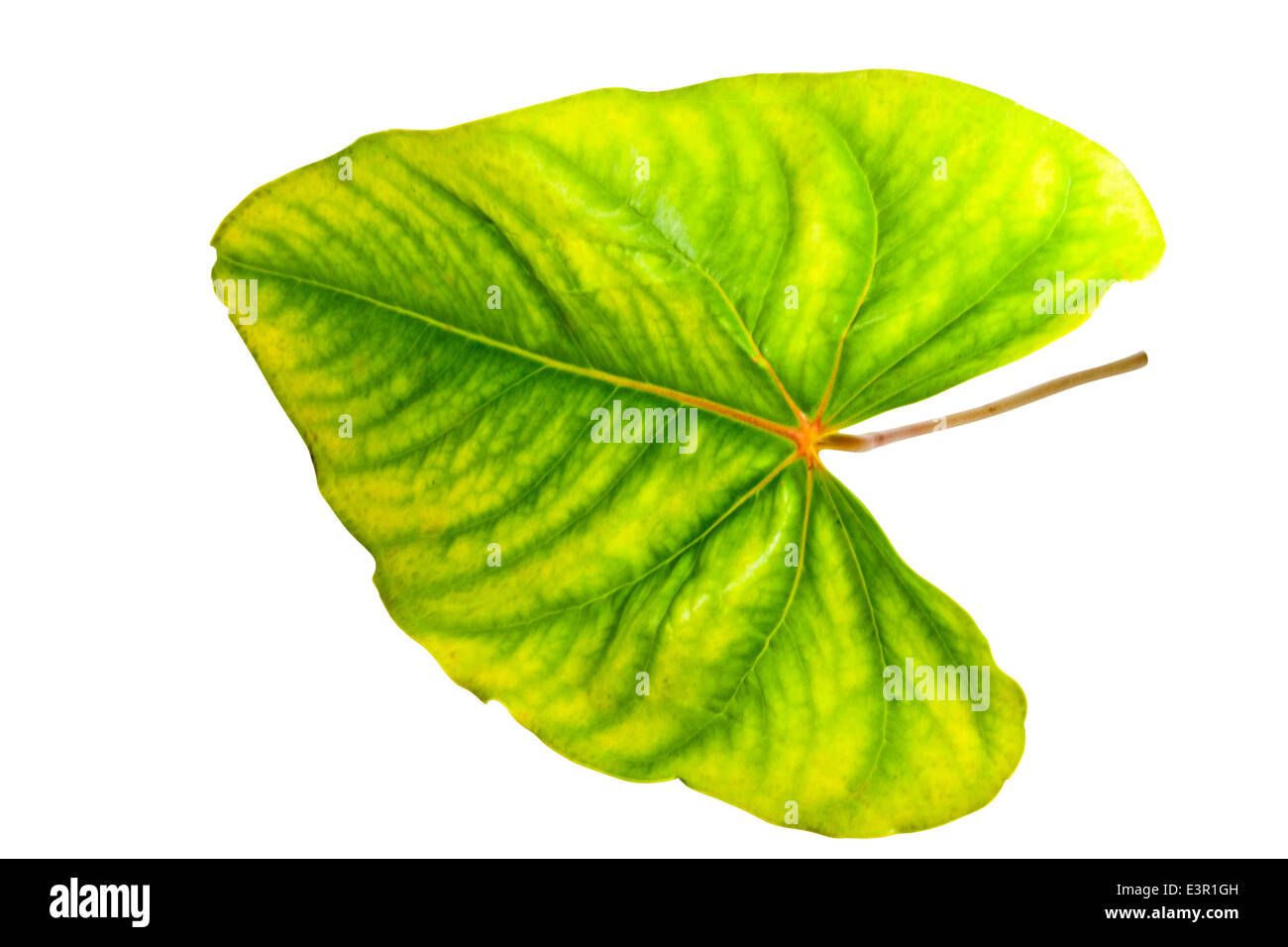 Venatura palmate visualizzati in giallo e verde foglia anthurium Foto Stock