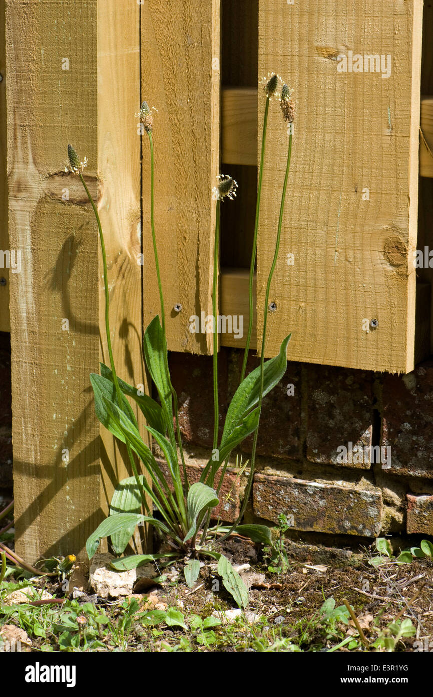 Ribwort piantaggine o agnello, lingua, planzago lanceolata, fioritura Foto Stock