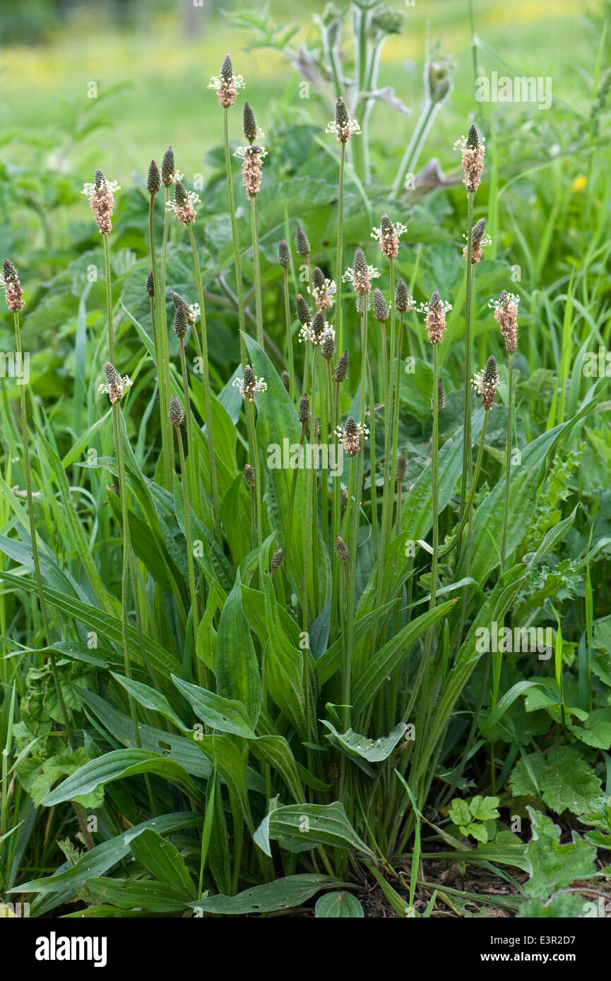 Ribwort piantaggine o agnello, lingua, planzago lanceolata, fioritura Foto Stock