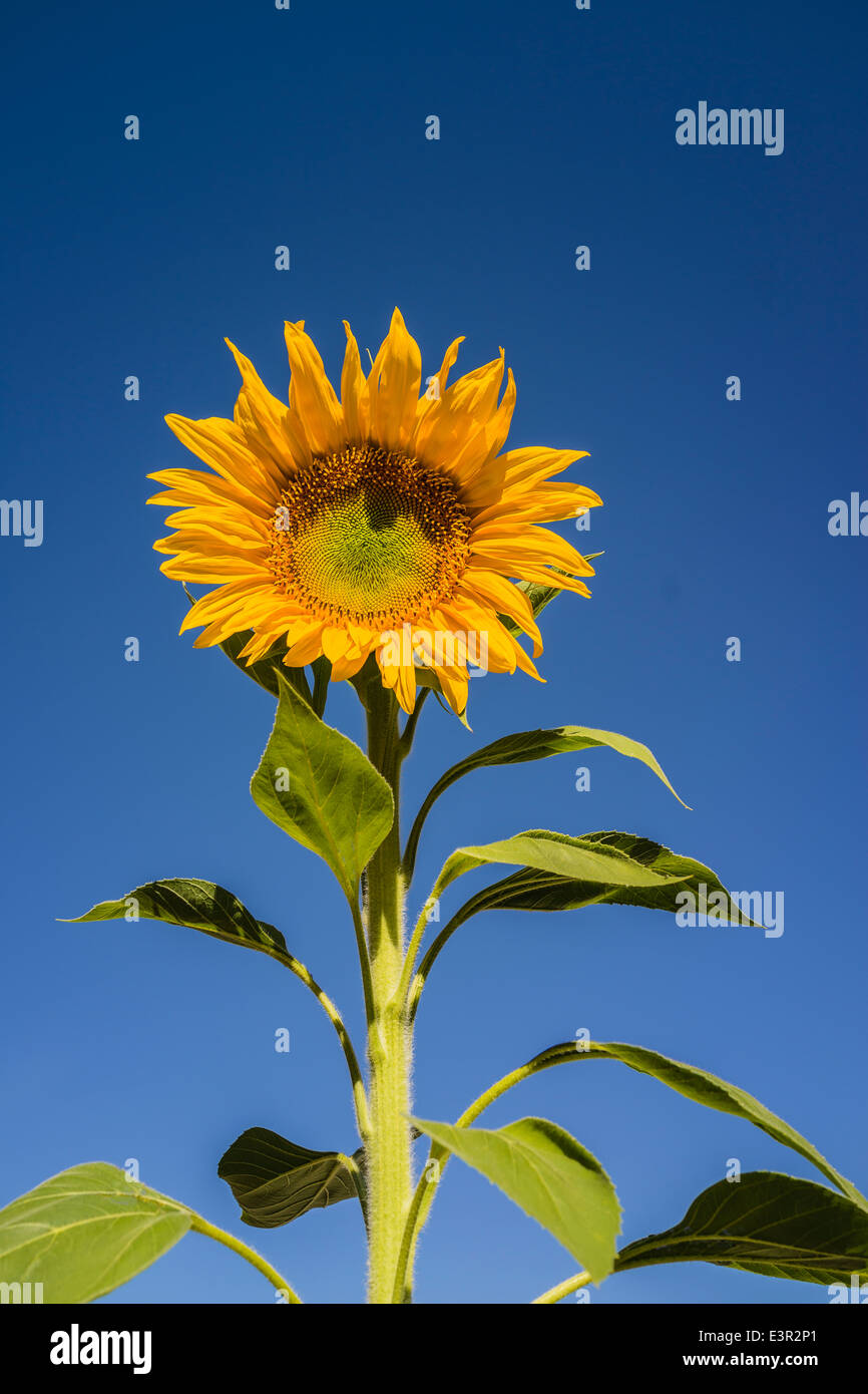 Un close-up di un giallo girasole che si erge contro il cielo blu a Santa Barbara, California. Foto Stock