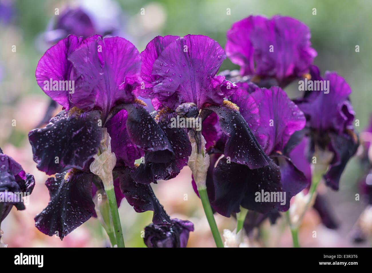 Violetta iride fiori Foto Stock