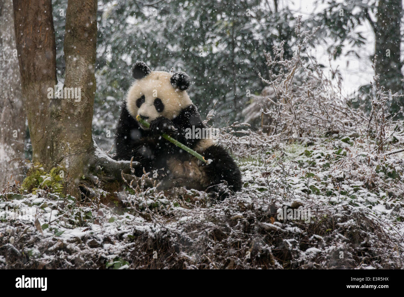 Giovane panda mangiare bambù in una tempesta di neve, Bifeng Xia, nella provincia di Sichuan, in Cina Foto Stock