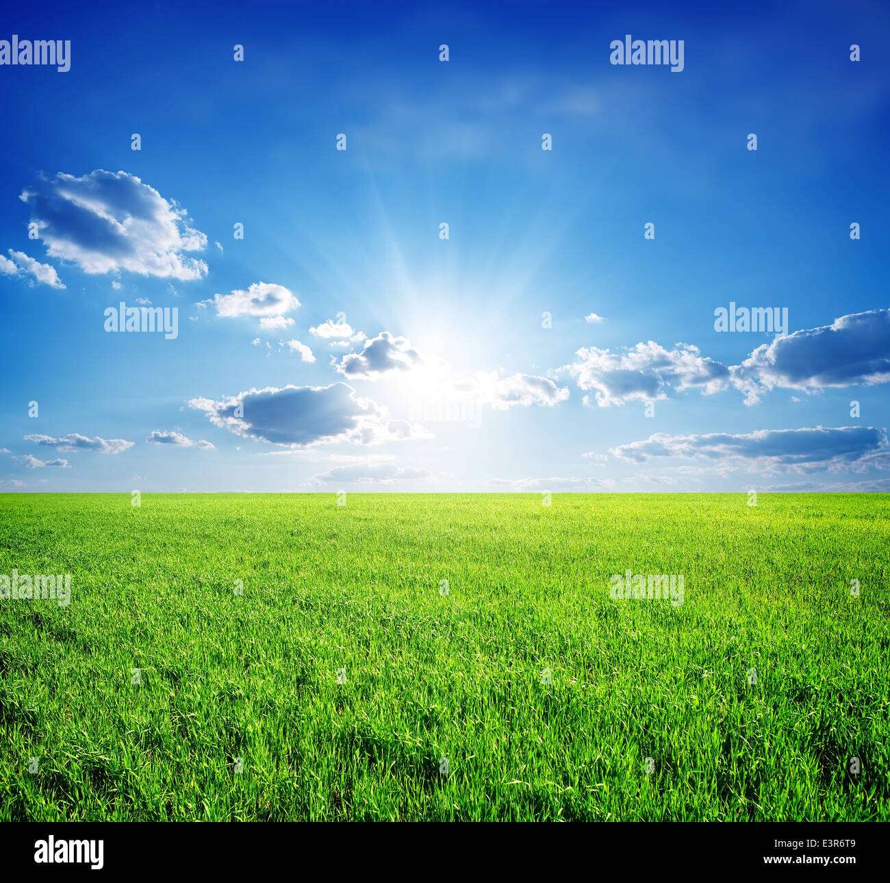 Campo di erba verde e perfetto cielo e alberi Foto Stock