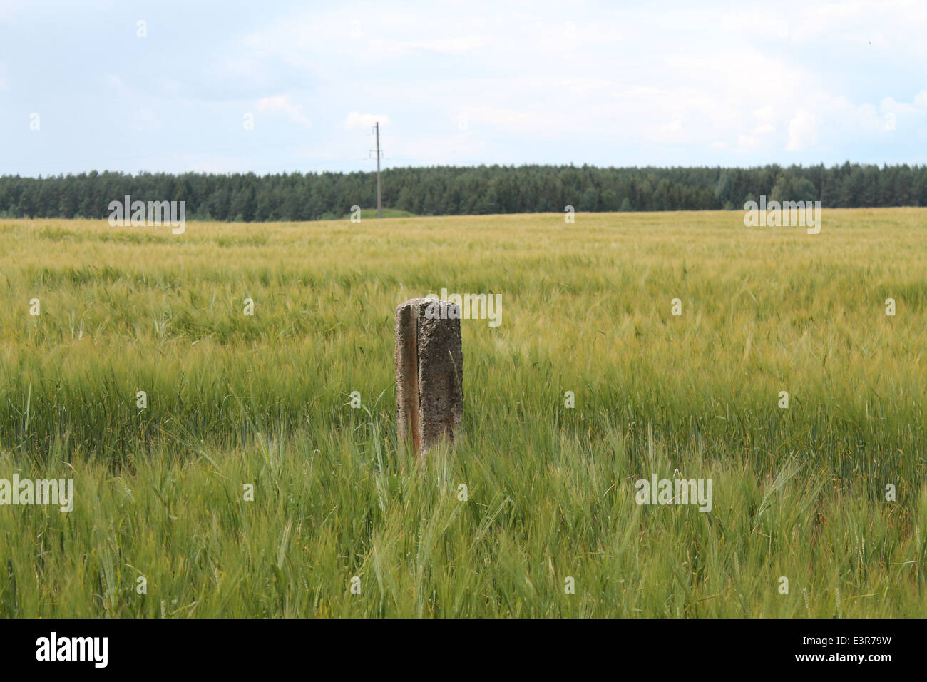 Campo di grano con pietra grigia pilastro nel mezzo Foto Stock