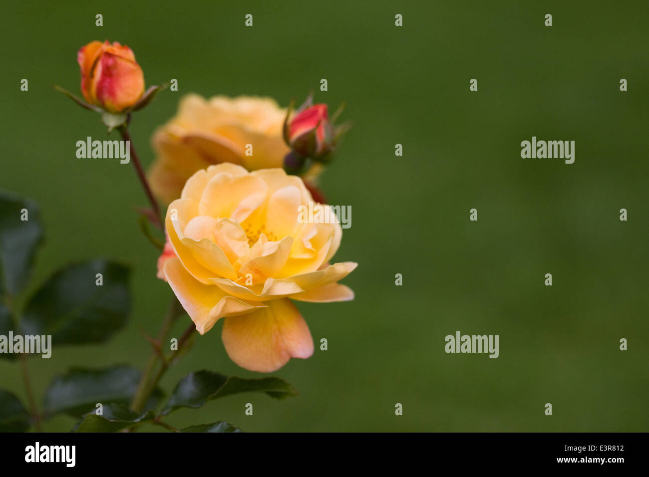Rosa " tappeto di fiori di colore ambra fiori". Foto Stock
