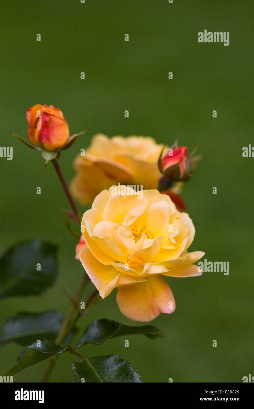 Rosa " tappeto di fiori di colore ambra fiori". Foto Stock