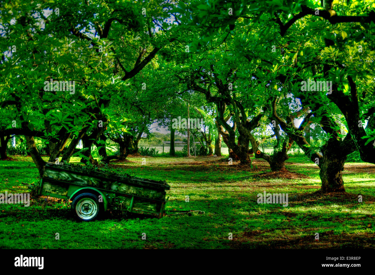 Vecchio Carro nella fattoria di Avocado Foto Stock