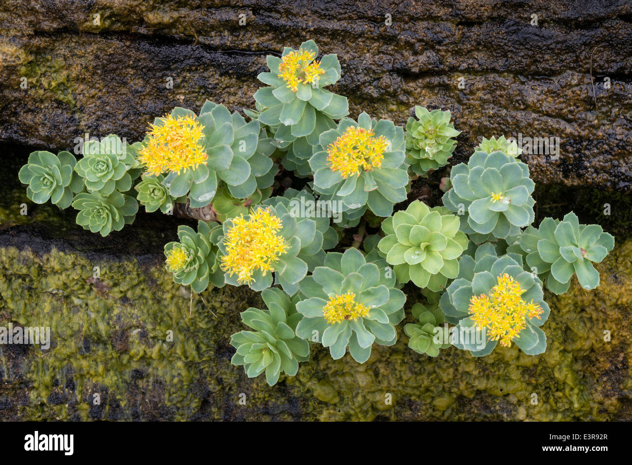 Giallo fioritura Rhodiola rosea Roseroot coltura vegetale sulla scogliera rocciosa, Scotland, Regno Unito Foto Stock