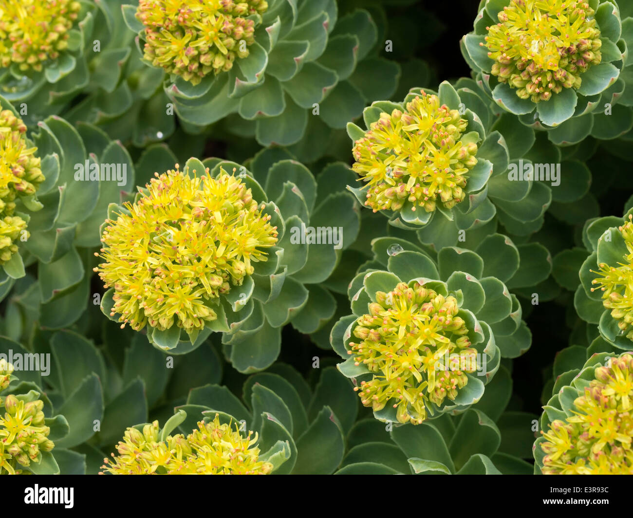 Giallo fioritura Rhodiola rosea Roseroot coltura vegetale sulla scogliera rocciosa, Scotland, Regno Unito Foto Stock