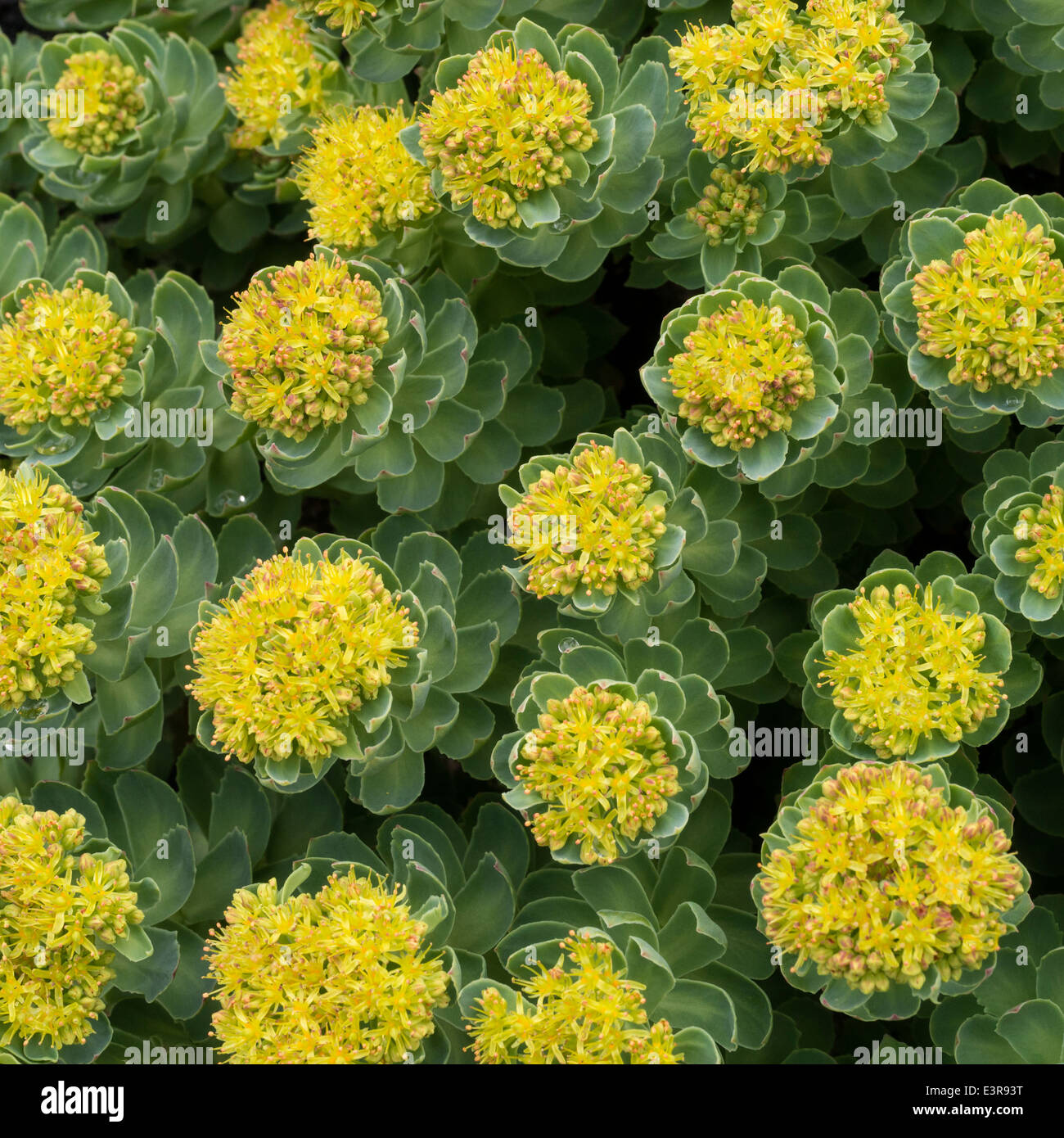 Giallo fioritura Rhodiola rosea Roseroot coltura vegetale sulla scogliera rocciosa, Scotland, Regno Unito Foto Stock
