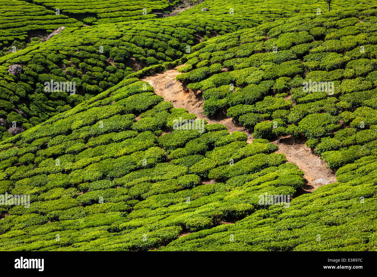 Il Kerala India travel sfondo verde - piantagioni di tè in Munnar Kerala, India - attrazione turistica Foto Stock