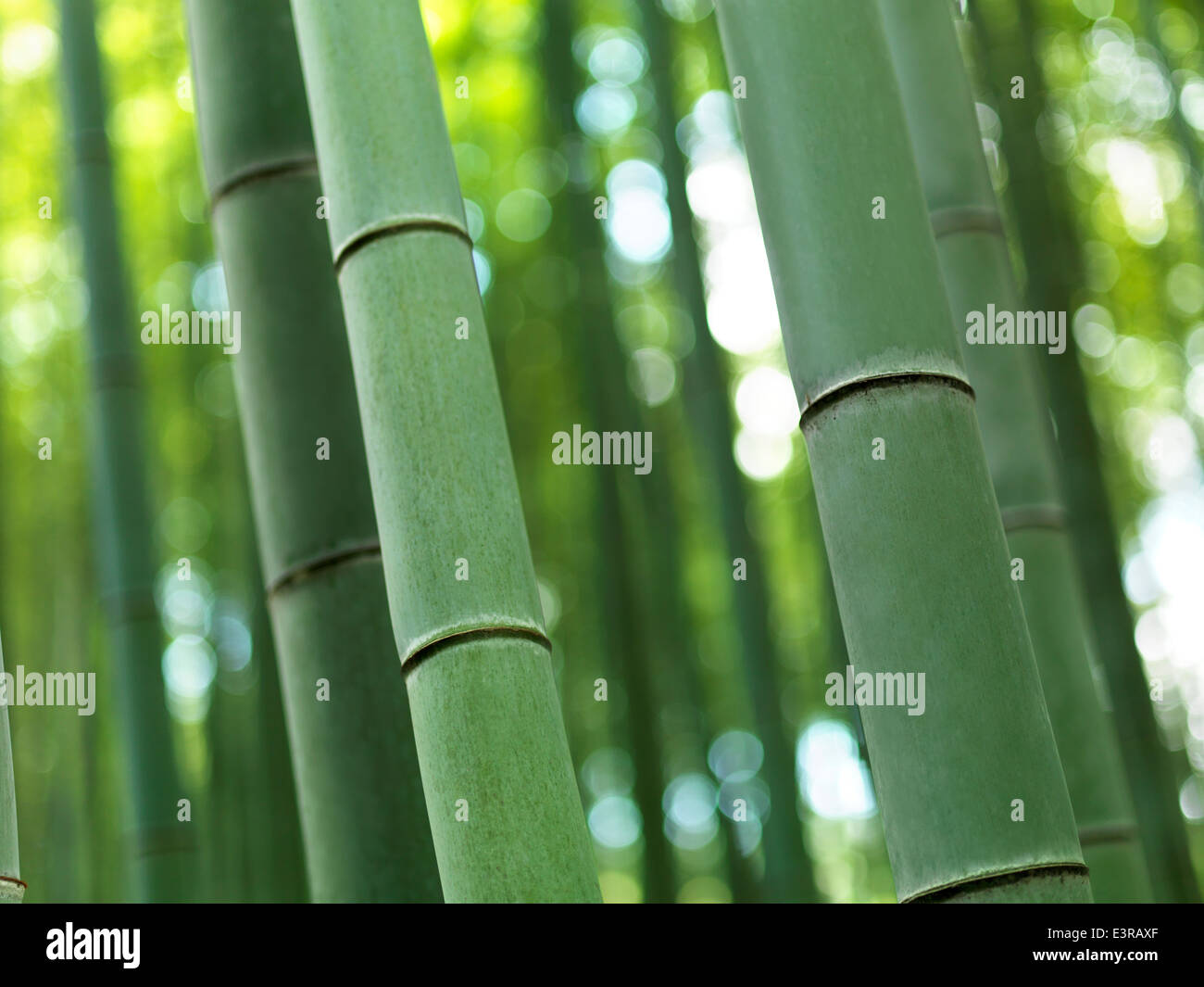 Primo piano di bambù ad Arashiyama, Kyoto, Giappone. Foto Stock