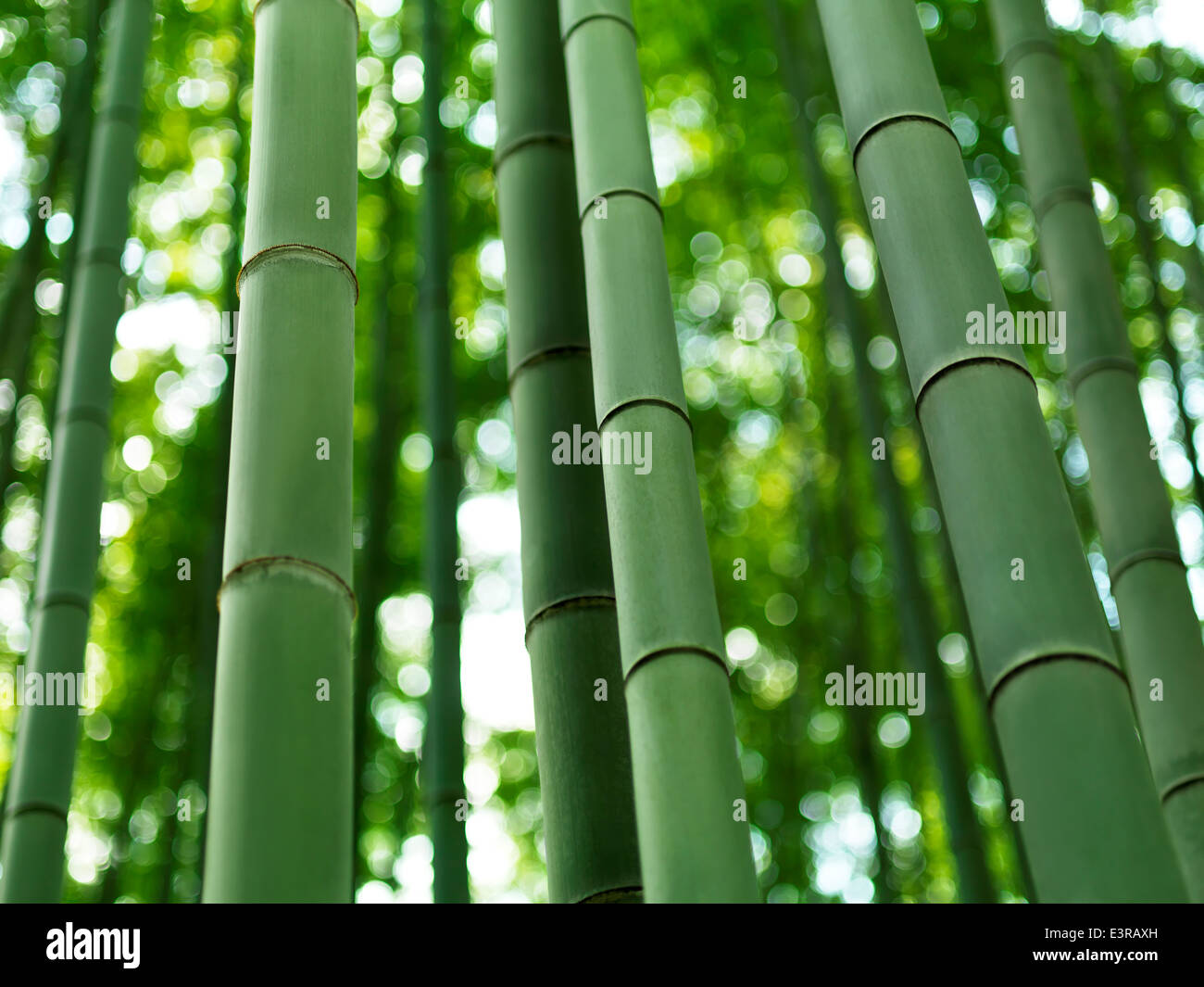 Foresta di Bamboo culms closeup ad Arashiyama, Kyoto, Giappone. Foto Stock