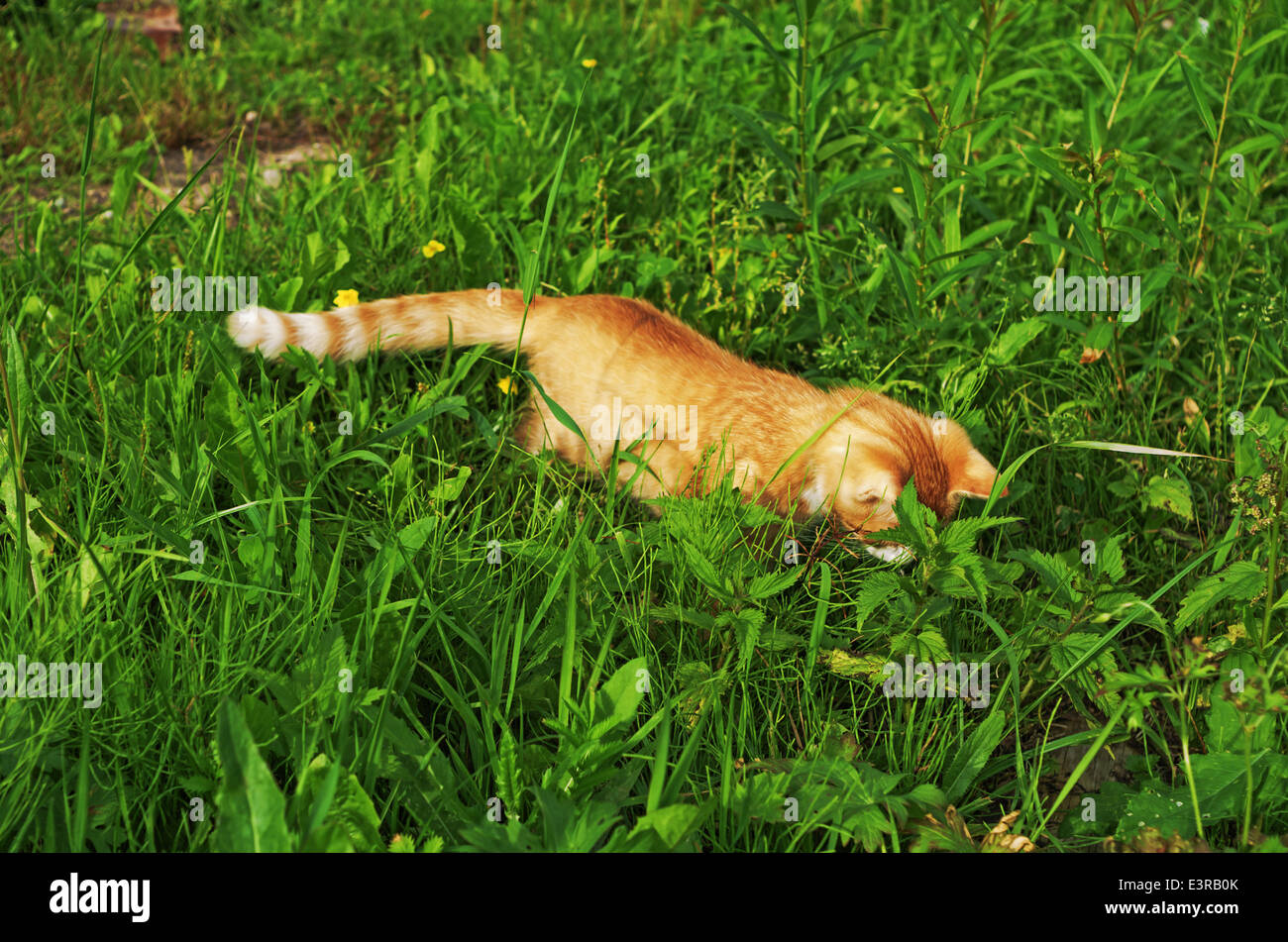 Orange Village cat ed erba verde Foto Stock