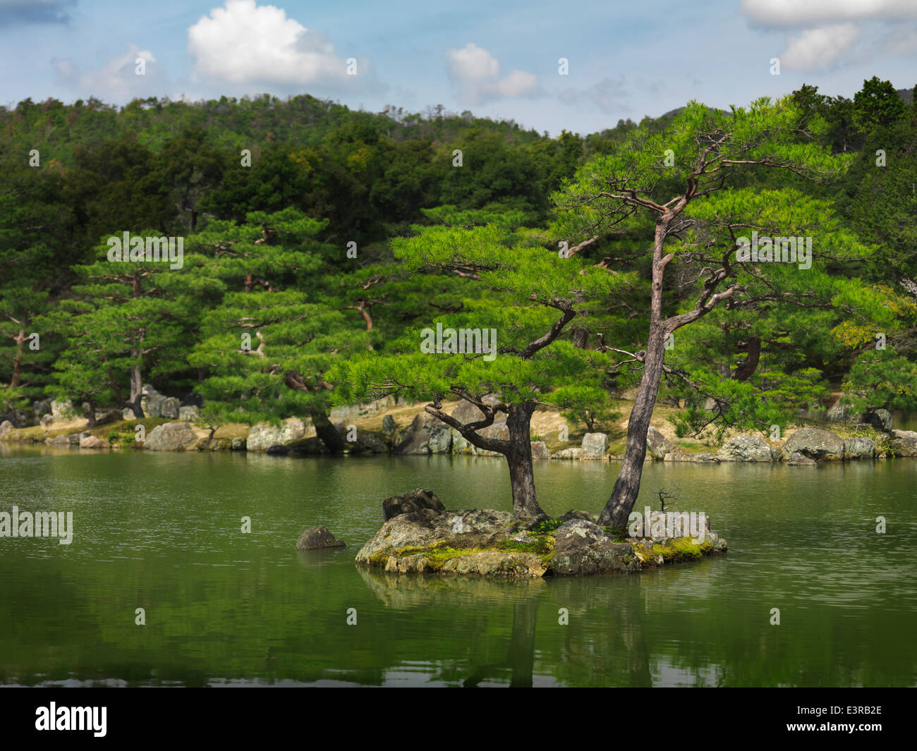 Licenza disponibile presso MaximImages.com alberi di pino nel giardino giapponese di Kyoto, Giappone Foto Stock