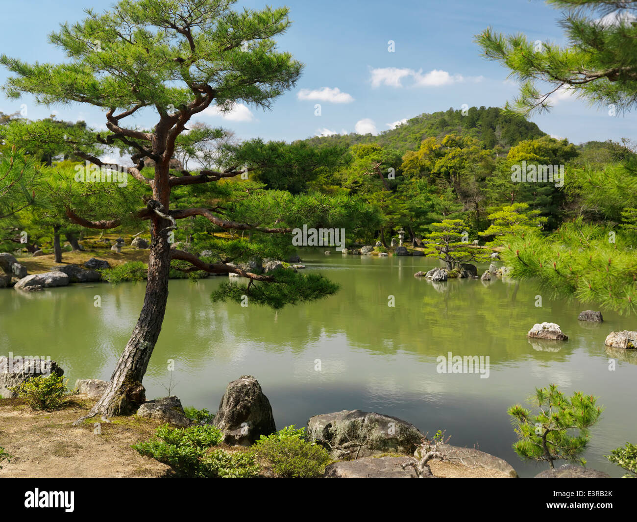 Alberi di pino al giardino giapponese con uno stagno a Kyoto, Giappone Foto Stock