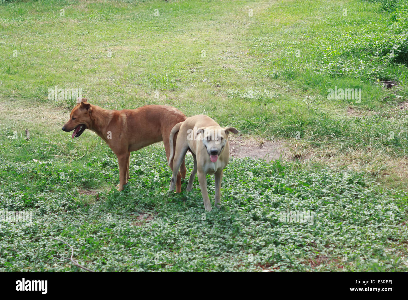 Allevamento di cani Foto Stock