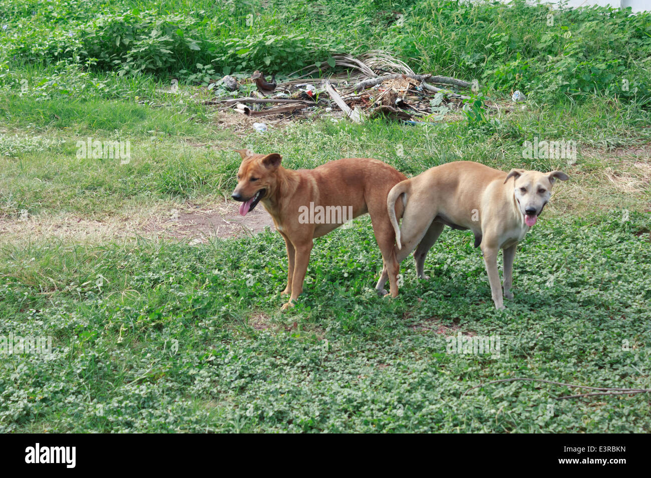 Allevamento di cani Foto Stock
