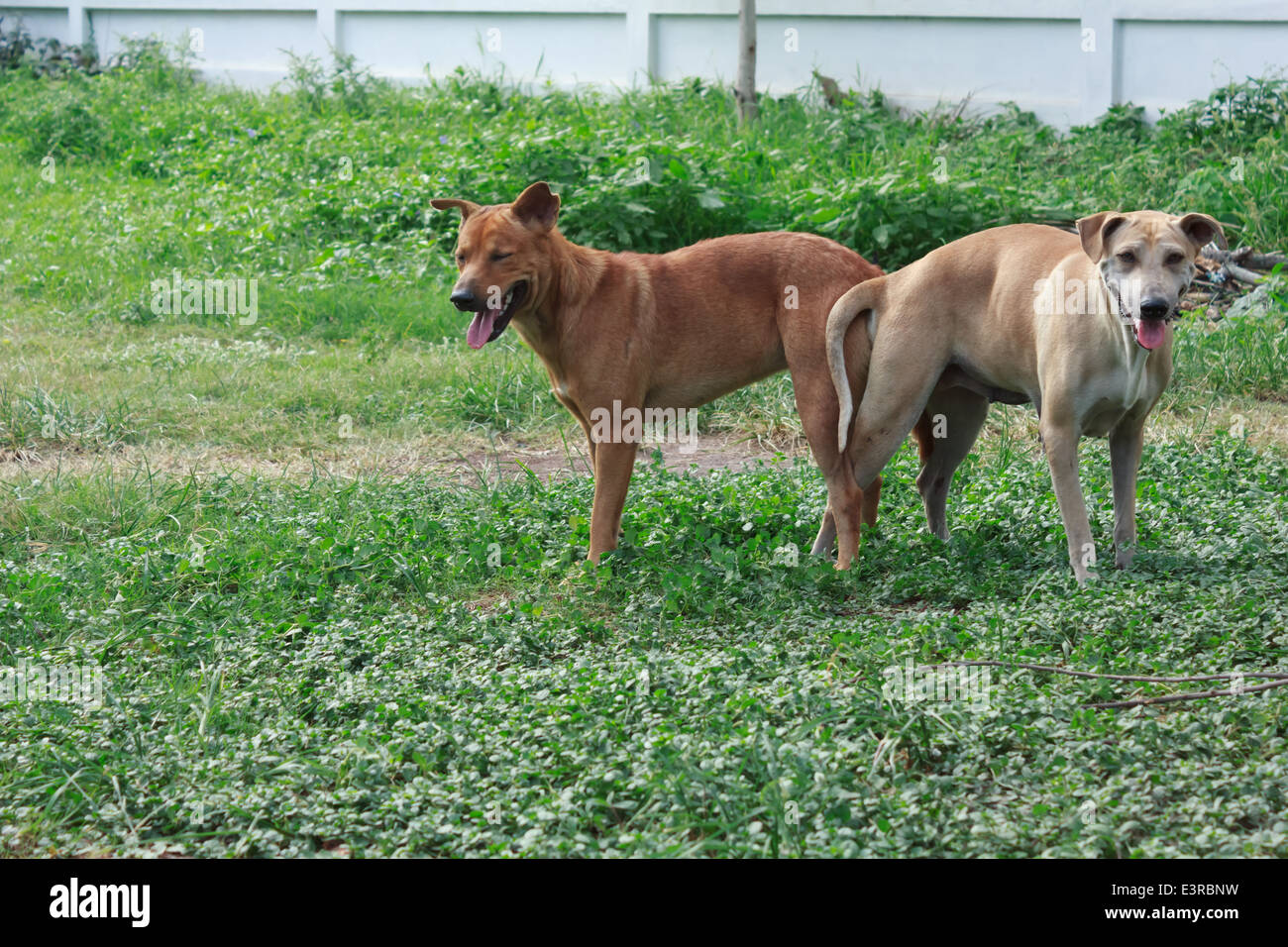 Allevamento di cani Foto Stock