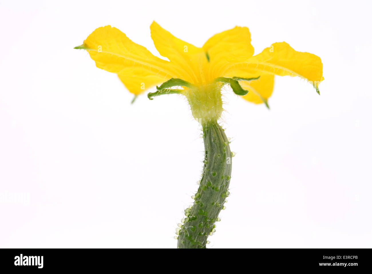 Cetriolo piccolo con fiore su sfondo bianco Foto Stock